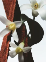 Fleur du Mal - Image 2