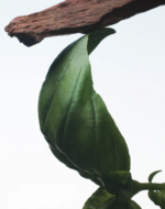 Crazy Basil - Image 4