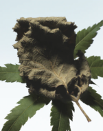 Cannabis Patchouli - Image 4