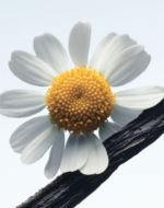 Camomille Satin - Image 4