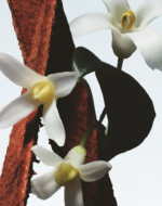 Fleur du Mal - Image 4