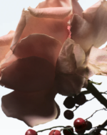 Raving Rose - Image 4
