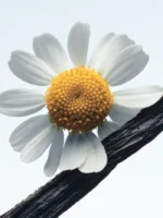 Camomille Satin - Image 2